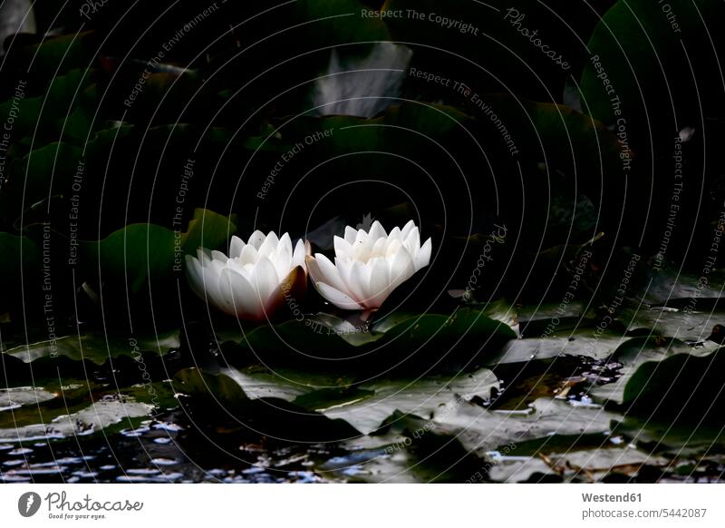 Water lilies on a pond atmosphere atmospheric mood moody Atmospheric Mood Vibe Idyllic flowering blooming beauty of nature beauty in nature copy space
