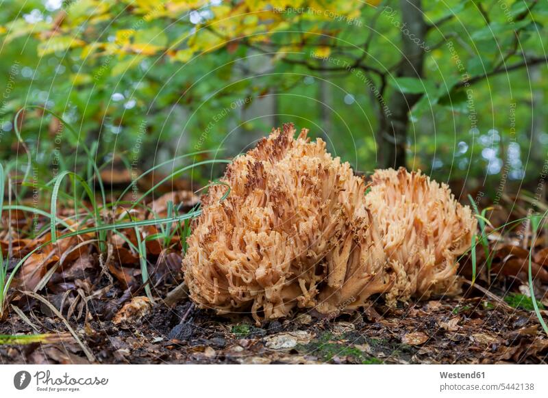 Germany, Baden-Wuerttemberg, Waldenburg mountains, Ramaria mairei outdoors outdoor shots location shot location shots poisonous mushroom poisonous mushrooms