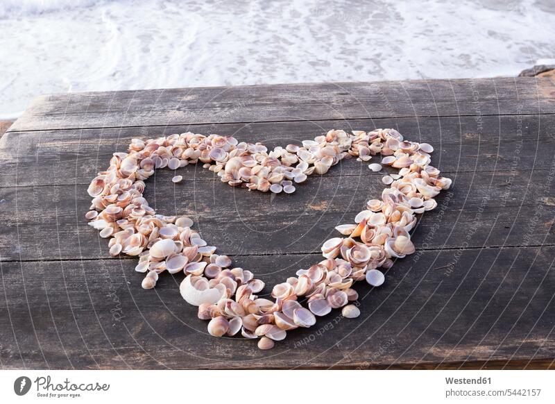 Heart formed by seashells on boardwalk recreation relaxing Recreational fragile fragility conch conches heart heart-shape love heart loveheart hearts