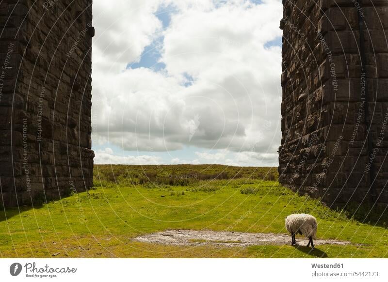 UK, England, North Yorkshire, sheep at Ribblehead Viaduct cloud clouds day daylight shot daylight shots day shots daytime View Vista Look-Out outlook cloudy