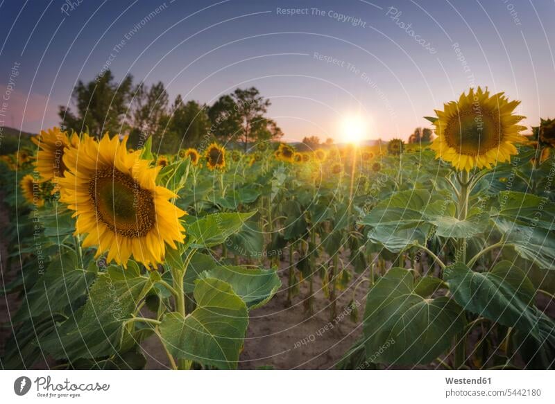 Sunflower field at sunset scenic picturesque scenics sky skies Solitude seclusion Solitariness solitary remote secluded close-up close up closeups close ups