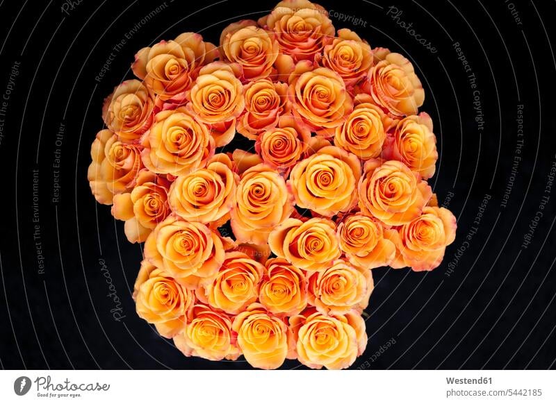 Bunch of orange roses in front of black background Bunch of Flowers Bouquet Flower Bouquet Bouquet of Flowers Flower Bouquets Bunches of Flowers high-contrast