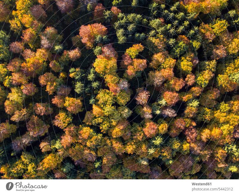 Germany, Bavaria, Fuerstenfeldbruck, Beech Forest in autumn fall autumn leaves autumn foliage Landsberied autumn atmosphere rural scene Non Urban Scene October