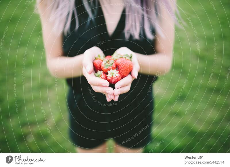 Woman's hand holding strawberries Strawberry Strawberries Fragaria Berry Berries Fruit Fruits Food foods food and drink Nutrition Alimentation Food and Drinks