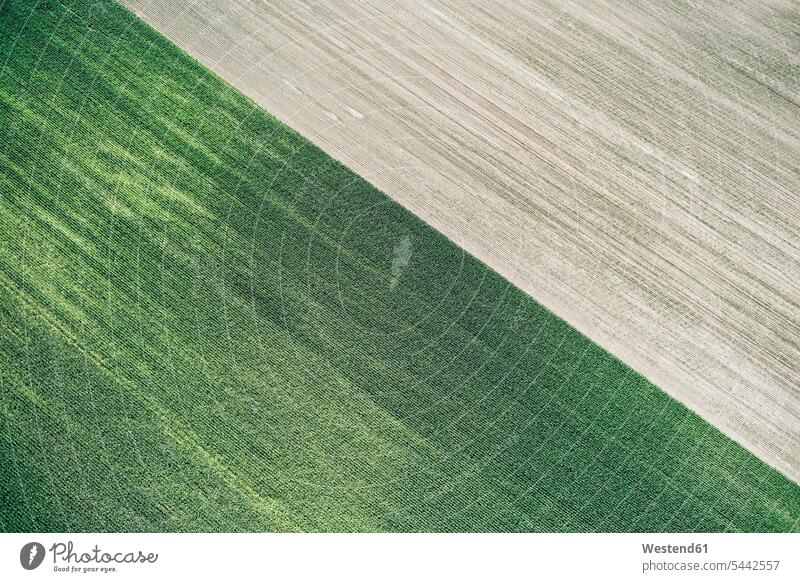 USA, Corn field and freshly harvested field in Western Nebraska structure textures structures brown nature natural world Maize Plant Zea mays Maize Plants