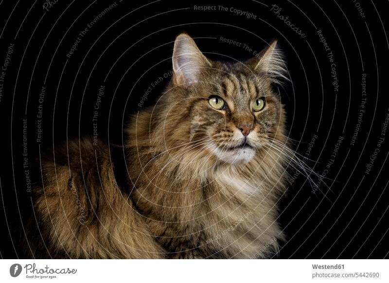 Maine Coon in front of black background fluffy cat cats observation observing watching observe domestic cat house cat domestic cats house cats animal themes