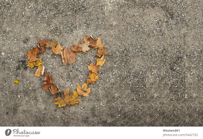 Heart shape formed with autumn leaves, overhead view heart hearts heart shapes autumn foliage heart-shape love heart loveheart heart shaped copy space