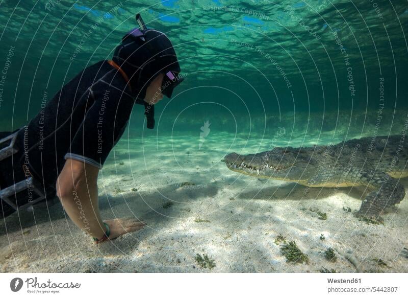 Mexico, Scuba diver watching American crocodile mid adult women mid adult woman mid-adult women mid-adult woman underwater submerged Under Water underwater shot
