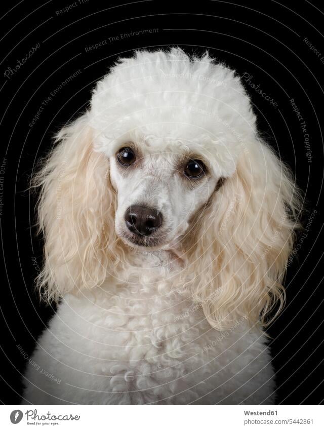 Portrait of white poodle in front of black background animal creatures animals honest good high-contrast Contrasty High Contrast one animal 1 loyalty