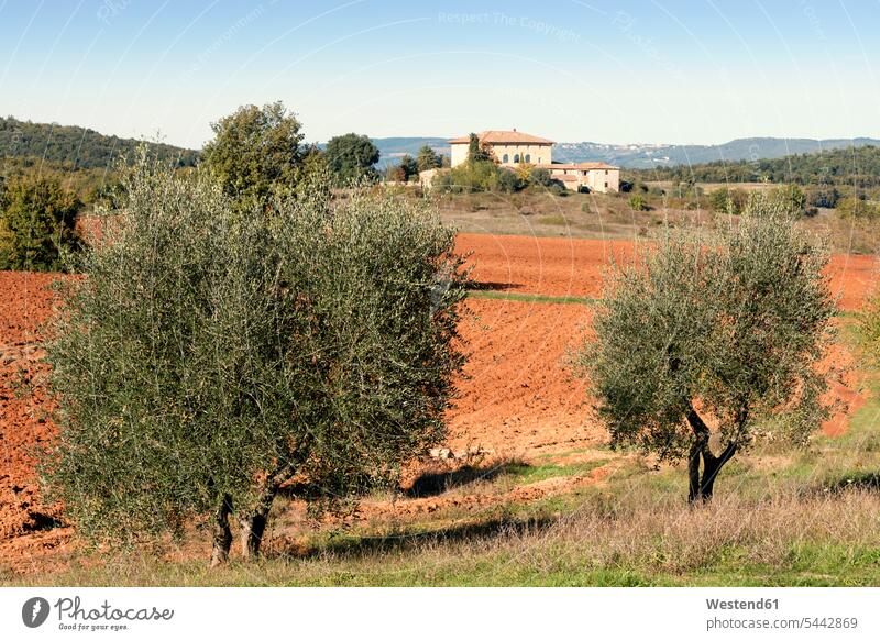 Italy, Tuscany, Province of Siena, field and olive trees typical typically day daylight shot daylight shots day shots daytime traditionally