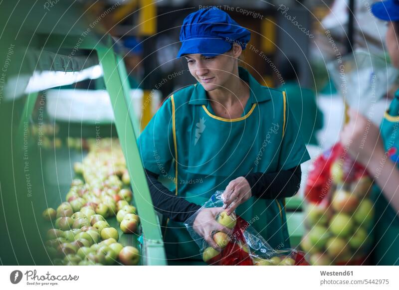 Woman packing apples in plastic bags in factory Plastic Bags plastig bags working At Work woman females women Apple Apples industry industrial Adults grown-ups