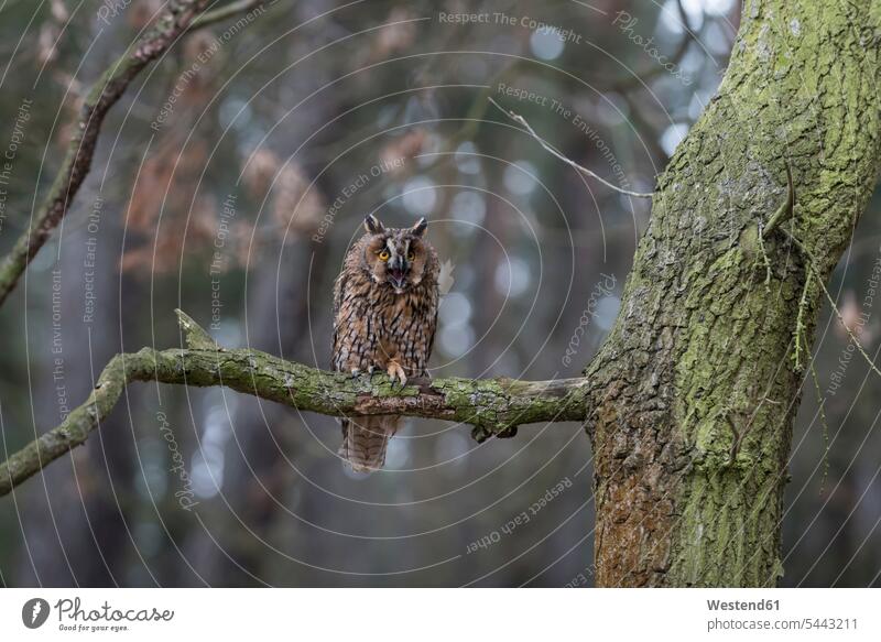 Long-eared owl, Asio otus, in forest sitting Seated nature natural world perching Perched animal themes wildlife Animal Wildlife wild life long-eared owl