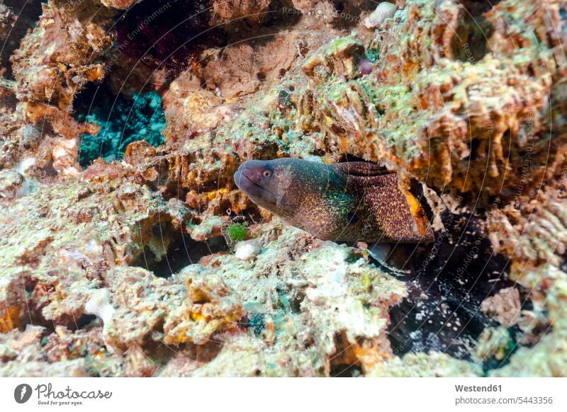 Indonesia, Bali, Nusa Lembongan, Yellow-edged moray, Gymnothorax flavimarginatus Sea Life sealife Aquatic Head Animal Heads coral reef coral reefs corals
