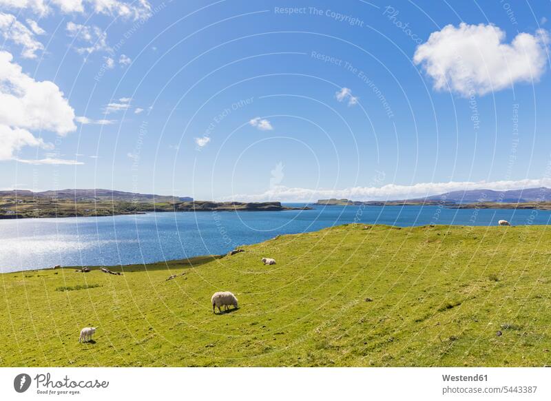 UK, Scotland, Inner Hebrides, Isle of Skye, Loch Harport, sheep on pasture Peace peacefulness Atlantic Coast outdoors outdoor shots location shot location shots