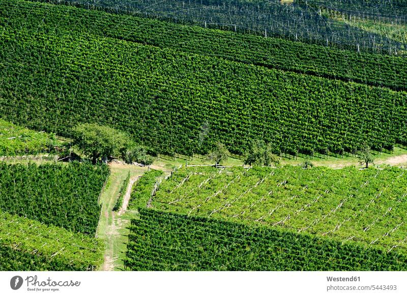 Italy, South Tyrol, Eppan, view on vineyard bird's eye view from above Birds-Eye Perspective top view Birds-Eye View overhead view green copy space rural
