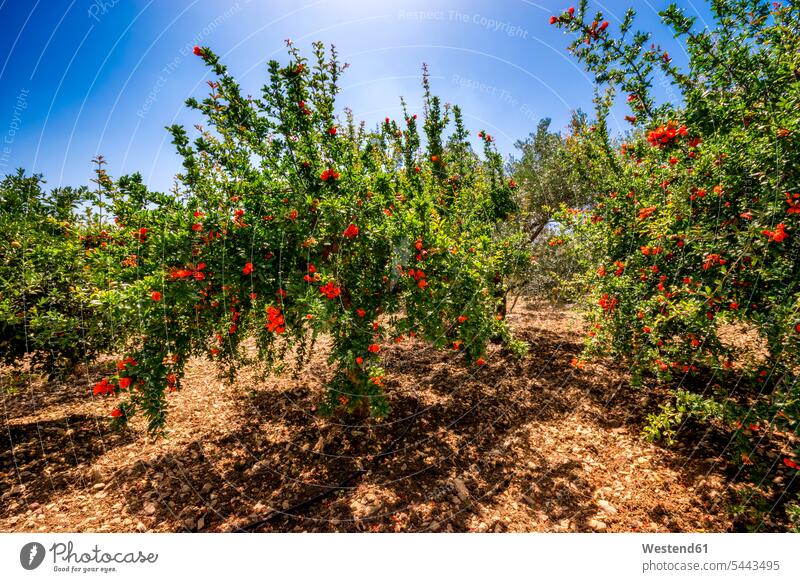 Spain, Mondron, blossoming pomegranate trees in orchard beauty of nature beauty in nature tranquility tranquillity Calmness pomegranate blossom