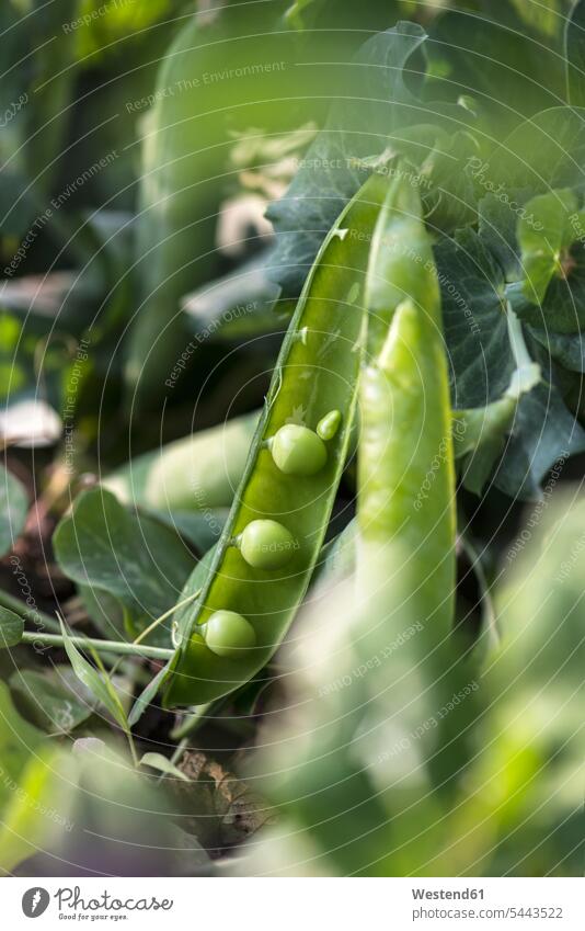 Peapod harvest harvesting harvests bright green chartreuse light green Selective focus Differential Focus pea pod peapod peapods pea pods healthy eating