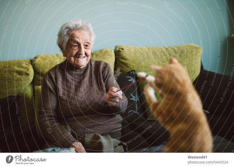 Smiling senior woman playing with her kitten at home senior women elder women elder woman old living room living rooms livingroom cat cats senior adults females