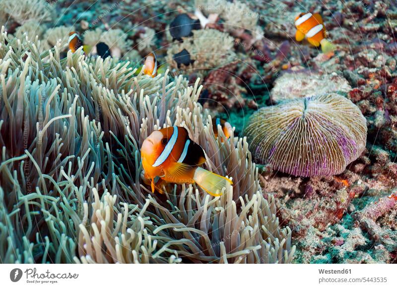 Indonesia, Bali, Nusa Lembongan, Clark's anemonefish, Amphiprion clarkii tropical Tropical Climate yellowtail clownfish stripes striped multi-coloured