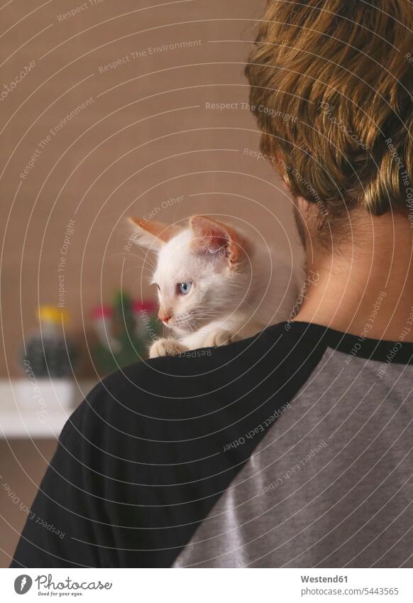 Back view of man with kitten on his shoulder men males cat cats Adults grown-ups grownups adult people persons human being humans human beings pets animal