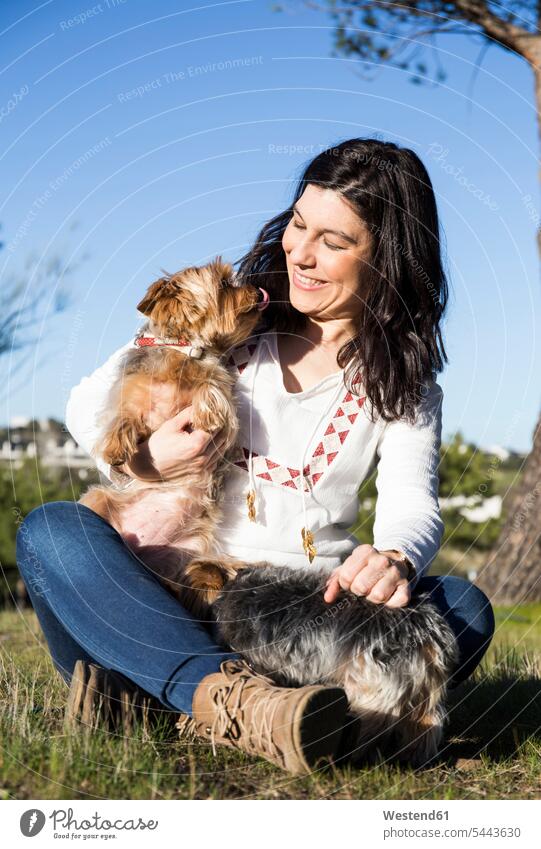 Happy young woman with her Yorkshire Terriers on a meadow females women dog dogs Canine Adults grown-ups grownups adult people persons human being humans