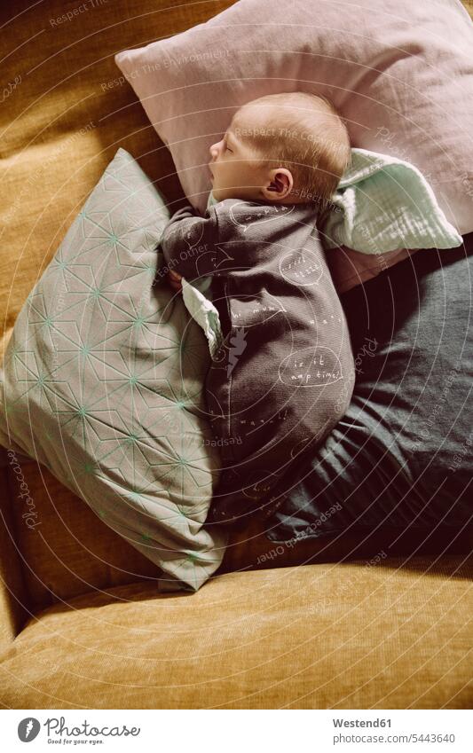 Newborn baby lying and napping on couch between pillows cushion cushions infants nurselings babies laying down lie lying down sleeping asleep people persons