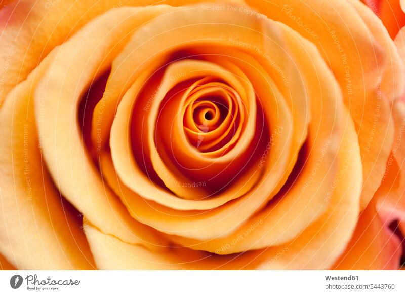 Orange rose, close-up One Flower Single Flower overhead view from above top view Overhead Overhead Shot View From Above Part Of partial view cropped nobody