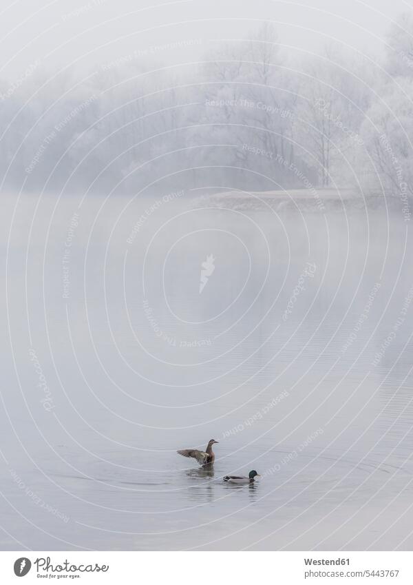 Two ducks on a lake in winter cold Cold Weather Cold Temperature chilly animal world fauna copy space couple couples two animals 2 2 animals animal themes Pond