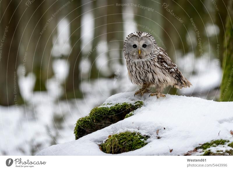 Ural owl, Strix uralensis, in forest sitting Seated Ural Owl nature natural world perching Perched animal themes wildlife Animal Wildlife wild life wood owl