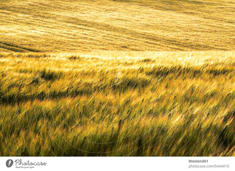 Field of wheat Part Of partial view cropped Grain field Cornfield Corn Field Cornfields Corn Fields rural scene Non Urban Scene landscape landscapes scenery