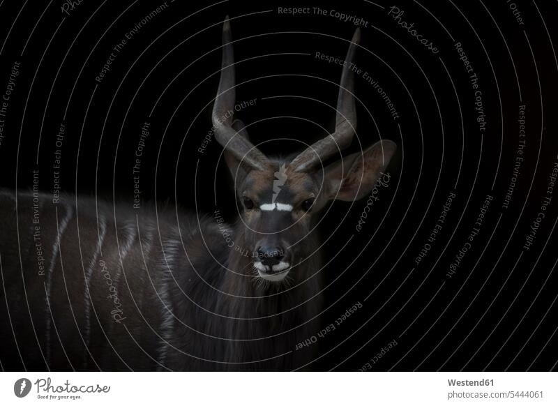 Portrait of Nyala in front of black background black backgrounds copy space patterned looking at camera looking to camera looking at the camera Eye Contact