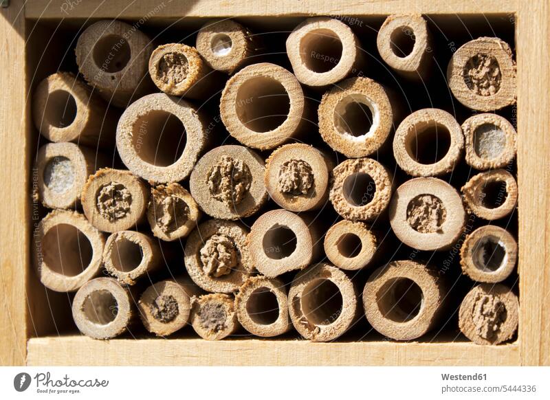 Insect hotel Care caring care close-up close up closeups close ups close-ups Germany Drilling animal themes wooden hole holes animal world fauna insect hotel
