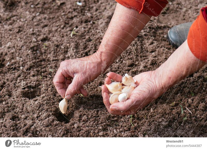 Close-up of woman planting garlic caucasian caucasian ethnicity caucasian appearance european one person 1 one person only only one person bed beds