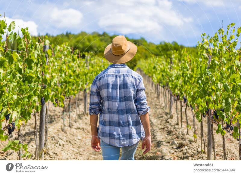 Man walking in vineyard going man men males agriculture Adults grown-ups grownups adult people persons human being humans human beings Grape Grapes outdoors