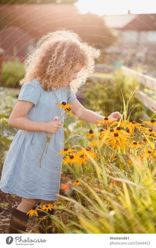 Little girl picking flowers in the garden Flower Flowers females girls child children kid kids people persons human being humans human beings standing Backlit