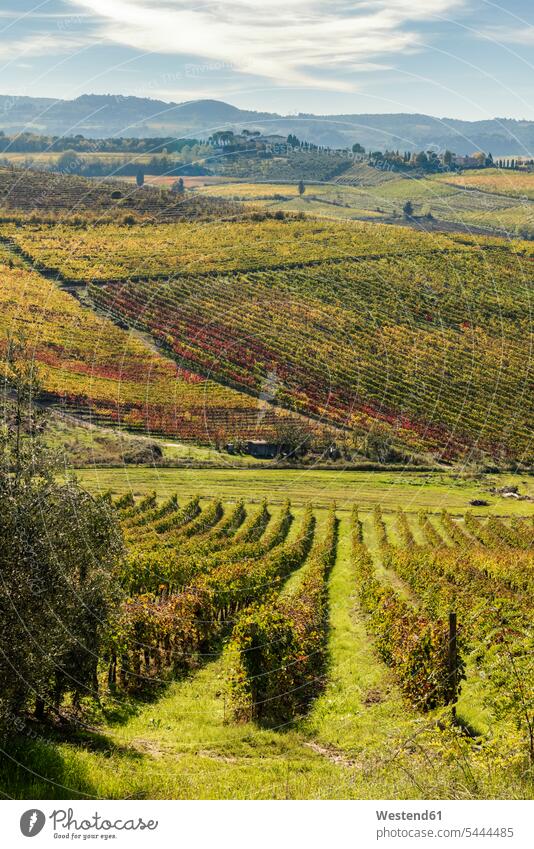 Italy, Tuscany, vineyard in the Province of Siena horizon copy space horizons tranquility tranquillity Calmness day daylight shot daylight shots day shots