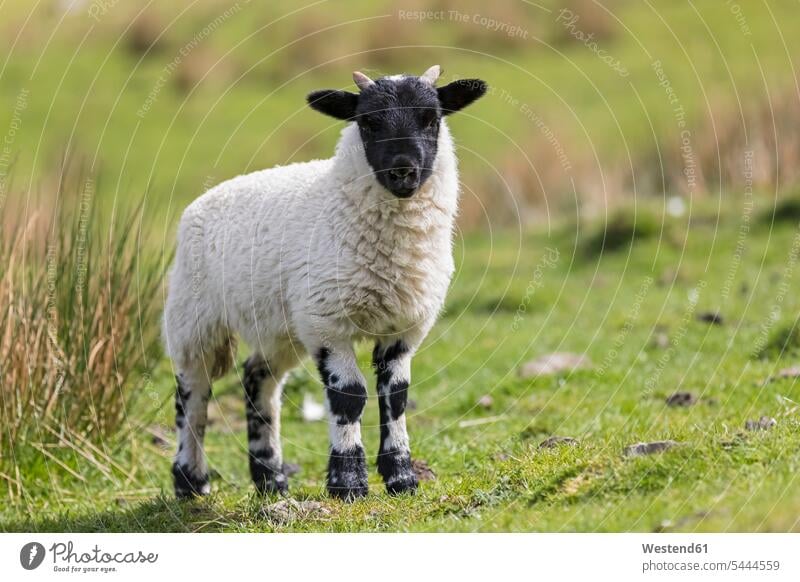 Great Britain, Scotland, Scottish Highlands, Scottish Blackface lamb lambs grass Grassy agriculture animal husbandry cute twee Cutie production animal