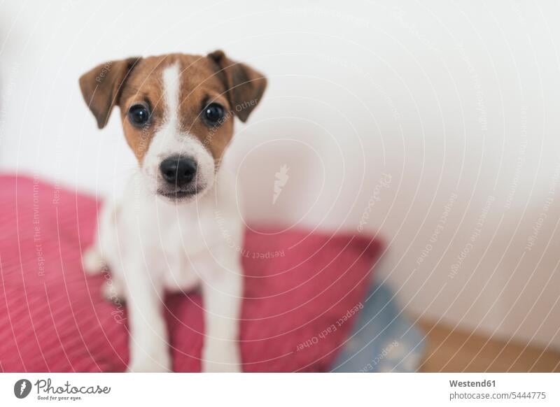 Jack Russel Terrier, female dog Curiosity Curious puppy dog eyes looking at camera looking to camera looking at the camera Eye Contact animal themes close-up
