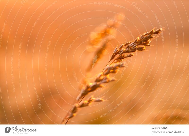 Great Britain, Scotland, East Lothian, wild grasses backlit by the sun at sunset shining shine orange focus on foreground Focus In The Foreground