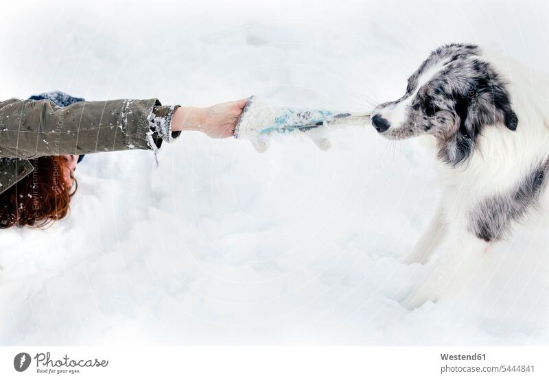 Young woman playing with her border collie in the snow dog dogs Canine winter hibernal females women Fun having fun funny pets animal creatures animals weather