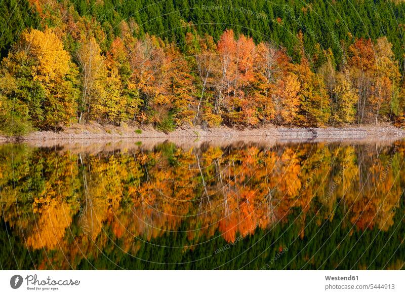 Germany, autumn forest, water reflection beauty of nature beauty in nature full frame Solitude seclusion Solitariness solitary remote secluded woods forests
