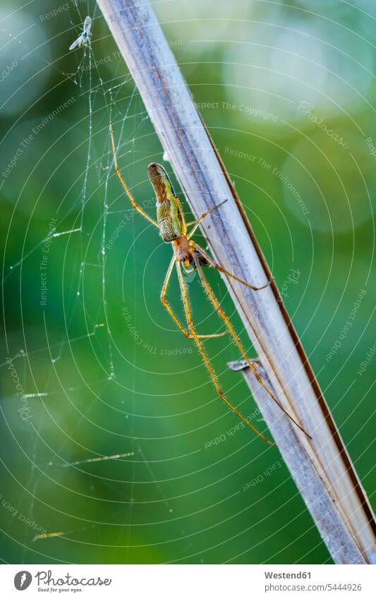 Silver Stretch Spider and spider's web with prey at blade of grass nobody wild animal wild animals Animal In Wild Animals In Wild wildlife Animal Wildlife