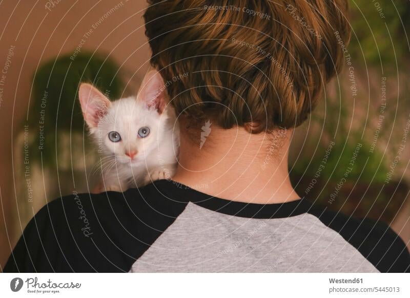 Back view of man with kitten on his shoulder men males cat cats shoulders Adults grown-ups grownups adult people persons human being humans human beings pets