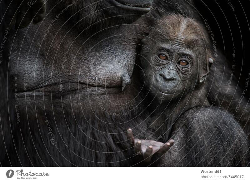 Portrait of gorilla baby close to mother black background black backgrounds young animals animal child animal children mother animal mother animals