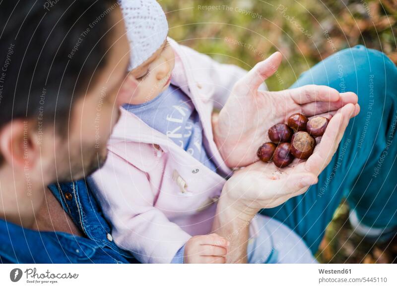 Father searching for chestnuts in park, with baby daughter on his lap holding father fathers daddy dads papa Chestnut Chestnuts Aesculus hippocastanum Stroll