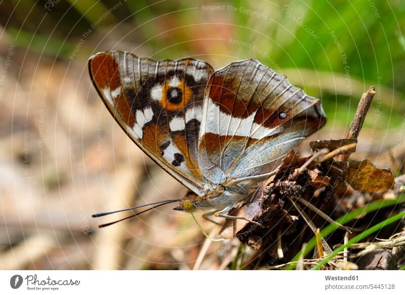 Purple Emperor nobody side view sideview View From Side animal world fauna brown wild animal wild animals Animal In Wild Animals In Wild camouflage camouflaged