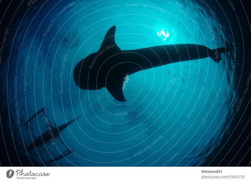 Whale shark in the sea silhouette silhouettes swimming nature natural world wild animal wild animals Animal In Wild Animals In Wild one animal 1 outdoors
