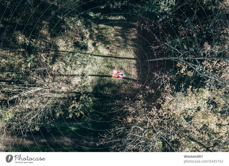 Aerial view of two women on blanket in an autumnal forest glade clearance clearances clearing fall woman females woods forests aerial view aerial photo
