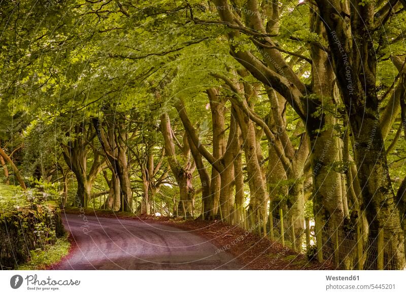 UK, England, tree-lined country road lush Absence Absent empty emptiness nature natural world outdoors outdoor shots location shot location shots Empty Road