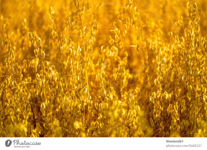 Oats background copy space beauty of nature beauty in nature crop crops golden Gold Color Gold Colored ear ears spikes cultivation growing Part Of partial view